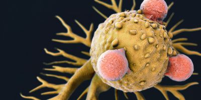 T lymphocytes attached to a cancer cell artwork.