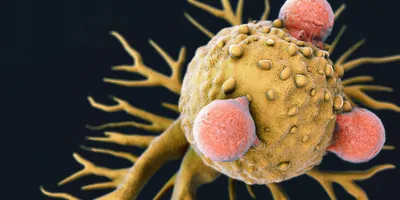 T lymphocytes attached to a cancer cell artwork.