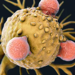 T lymphocytes attached to a cancer cell artwork.