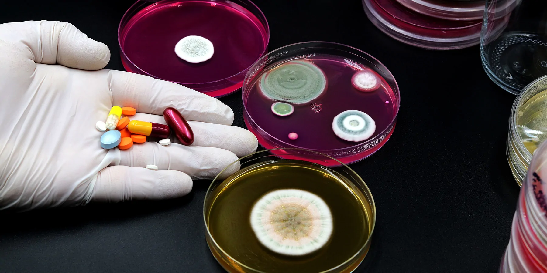 A gloved hand holding a bunch of colored medicine capsules before culture plates with various microorganisms' growth.