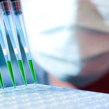 Scientist loads PCR plate for DNA analysis with multichannel pipette
