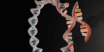 3D rendering of a plasmid and gene fragment that will be ligated to produce a recombinant plasmid