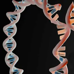 3D rendering of a plasmid and gene fragment that will be ligated to produce a recombinant plasmid