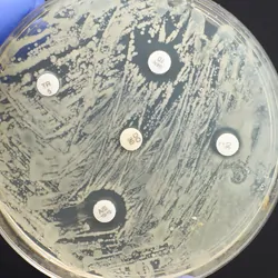 Antibiotic Sensitivity Test to show multidrug resistance in a Petri plate.