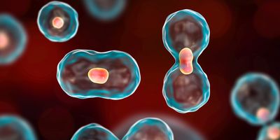 3D illustration of cells undergoing mitosis or cell division on colorful background