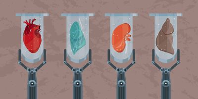 Test tubes with heart, kidney, lung and liver