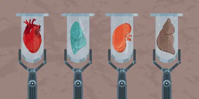 Test tubes with heart, kidney, lung and liver