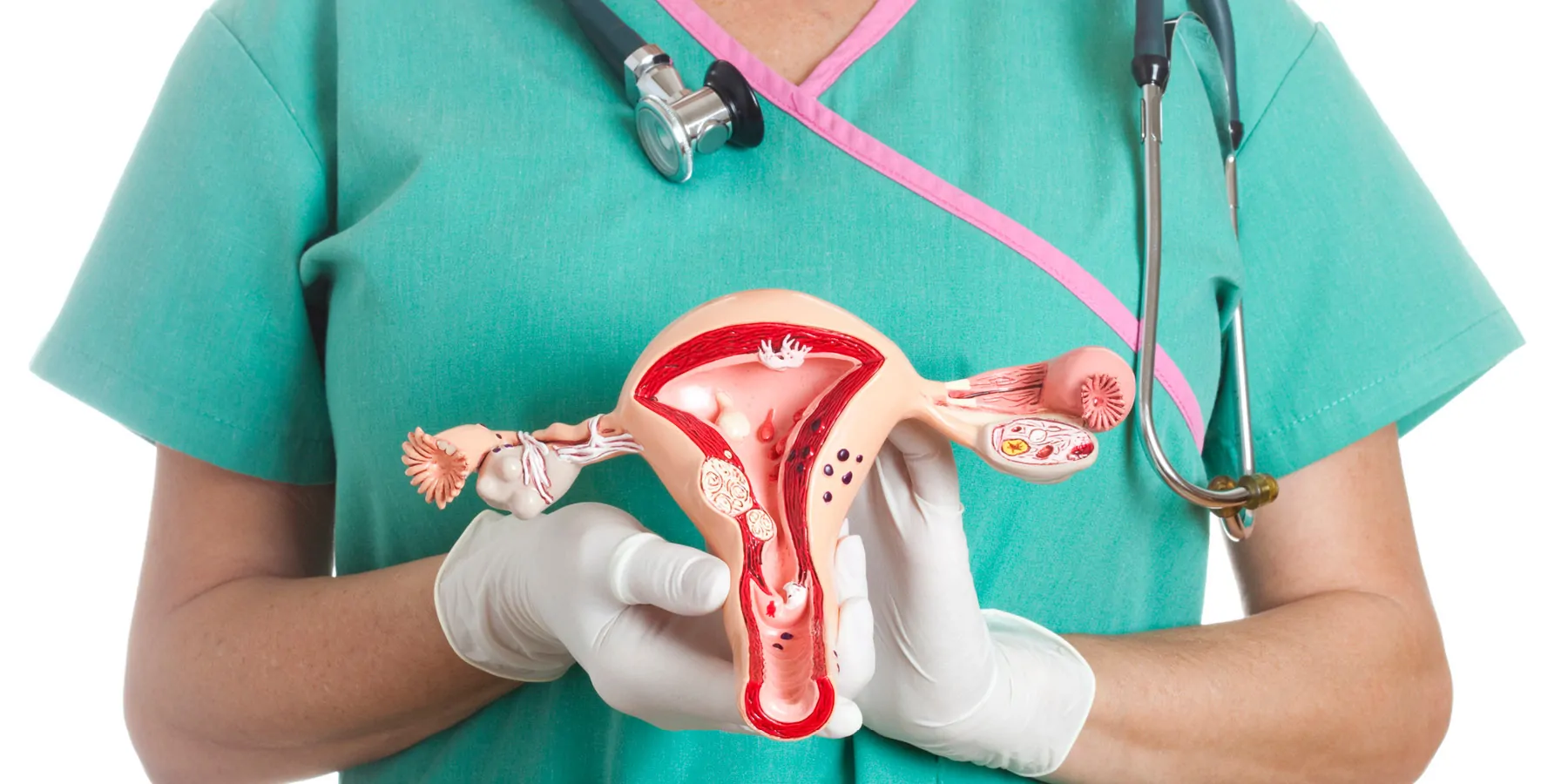 Clinician shows a model of the female reproductive system 