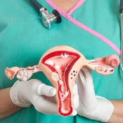 Clinician shows a model of the female reproductive system 