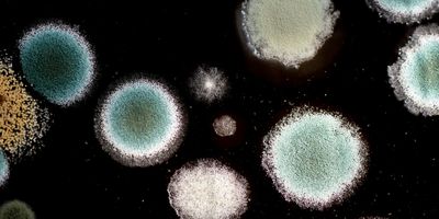 Mildew fungal colonies on a dark background