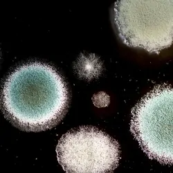 Mildew fungal colonies on a dark background