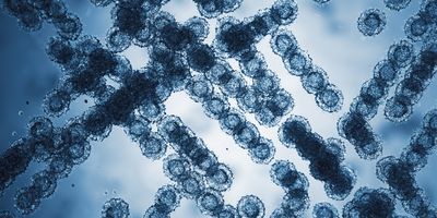 3D render of Candida auris fungi