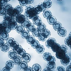 3D render of Candida auris fungi