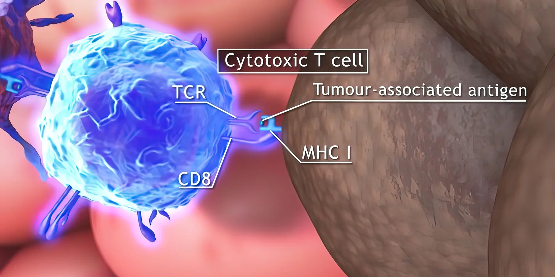 Recombinant, Universal MHC-I Molecules May Revolutionize Therapeutics 3D medical illustration of T cells: helper T cell and cytotoxic T cell