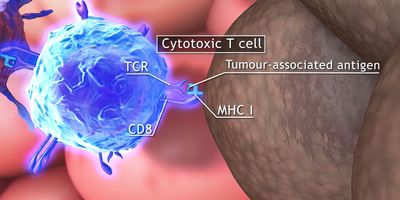 3D medical illustration of T cells: helper T cell and cytotoxic T cell