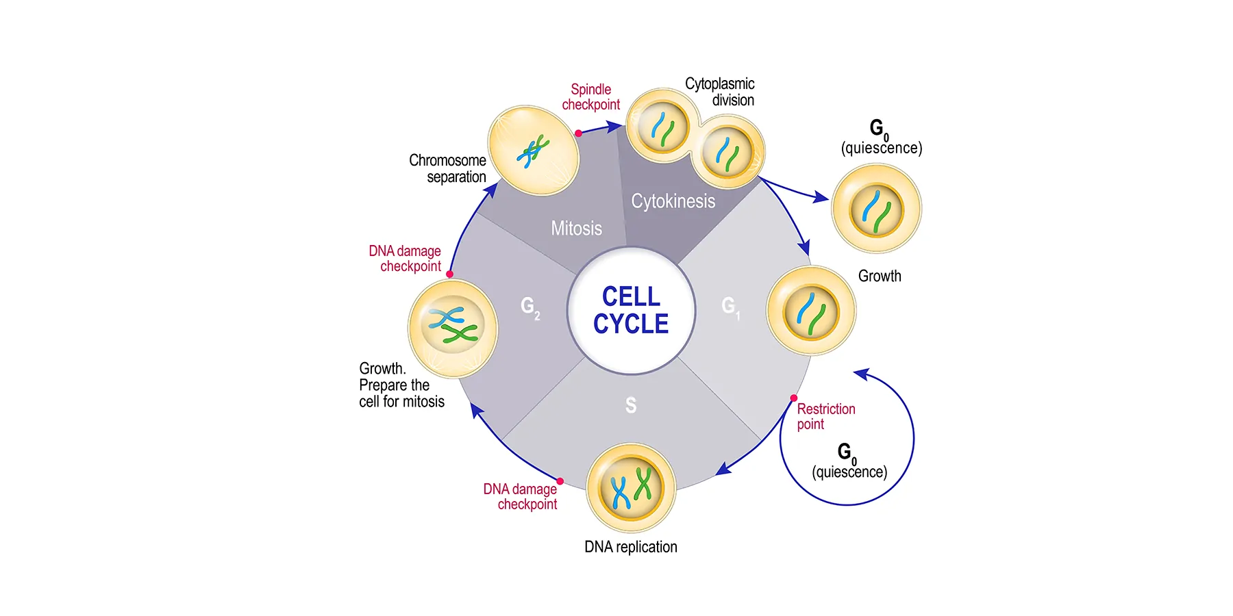 Cell Cycle from quiescence, growth and DNA replication to mitosis and Cytokinesis showing cell cycle checkpoints.