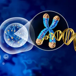 A 3D illustration of chromosome and cell nucleus with telomere and DNA representing gene therapy or cytogenetics.