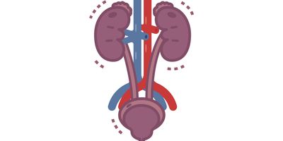 Graphic illustration of the urinary system with kidneys, urethra, and urinary bladder