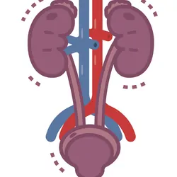 Graphic illustration of the urinary system with kidneys, urethra, and urinary bladder