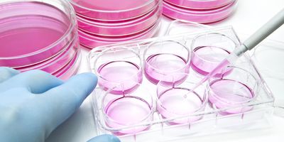 A researcher wearing blue gloves pipettes pink liquid into a 6-well plastic plate. A stack of petri dishes of pink agarose are stacked behind them.