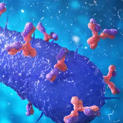 3D illustration of antibodies attacking a microbe.