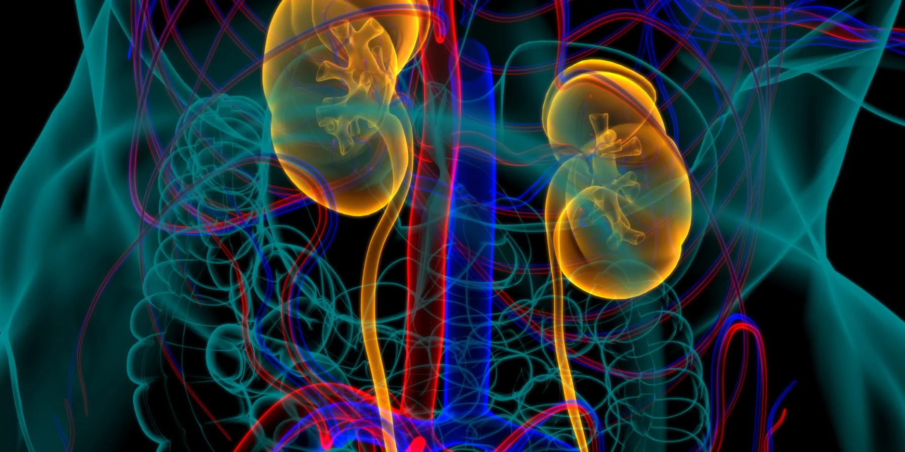 3D illustration of Human Urinary System Kidneys with Bladder Anatomy