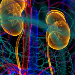 3D illustration of Human Urinary System Kidneys with Bladder Anatomy