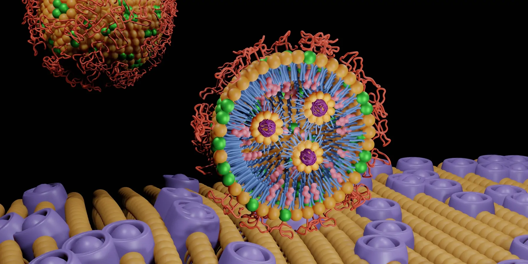 3D rendering of polyethylene glycol-lipid conjugates which have been used in bioconjugation on the lipid bilayer membrane  