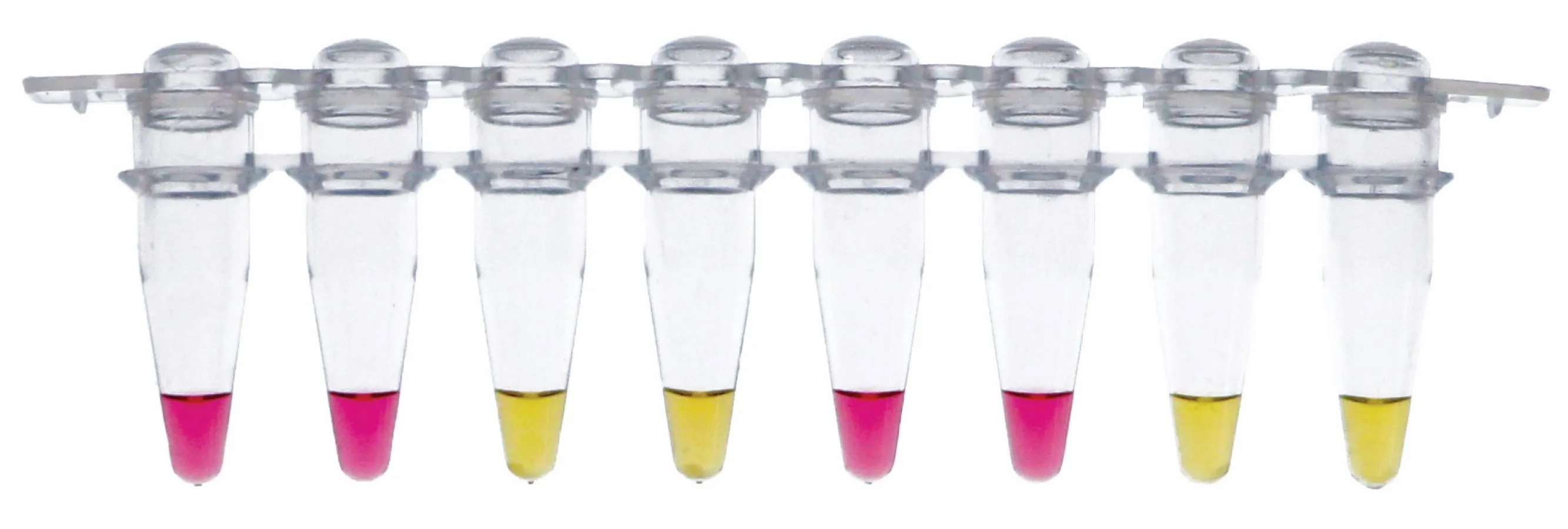 Alternating plastic micro tubes of pink and yellow liquid on a white backround.