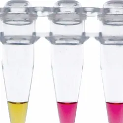 Alternating plastic micro tubes of pink and yellow liquid on a white backround.