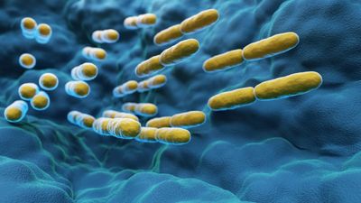 Yellow oblong bacteria travel inside of intestines toned blue in a large-scale depiction of a microscope photo.