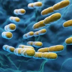 Yellow oblong bacteria travel inside of intestines toned blue in a large-scale depiction of a microscope photo.