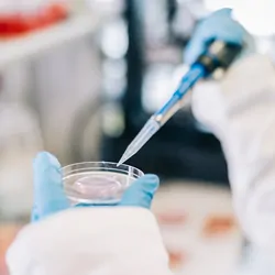 A researcher with gloved hands pipettes liquid contents into a clean Petriplate.