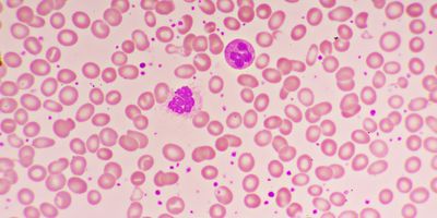 3D illustration showing abundant red and white blood cells inside a blood vessel