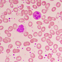 3D illustration showing abundant red and white blood cells inside a blood vessel