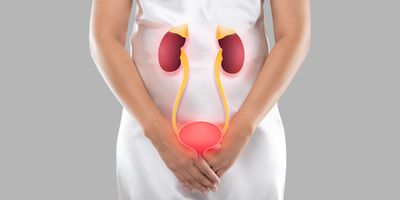 Illustration of the bladder and kidneys on the woman's body. 
