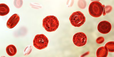 3D illustration of Plasmodium parasite inside red blood cell in the stage of ring-form trophozoite, the causative agent of malaria disease.