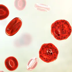 3D illustration of Plasmodium parasite inside red blood cell in the stage of ring-form trophozoite, the causative agent of malaria disease.