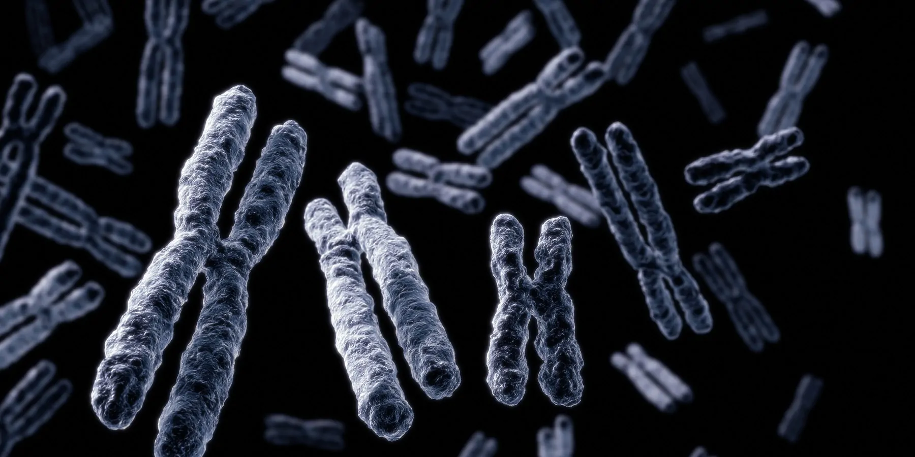 Detailed, 3D rendering of human chromosomes. 