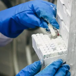 Laboratory worker with blue thermal gloves, a white lab coat and blue apron takes a clear sample tube out of a freezer box