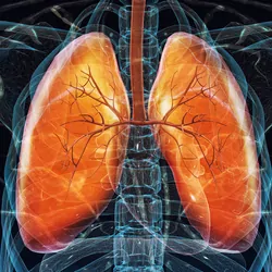 3D graphical representation of lungs in the human respiratory system.