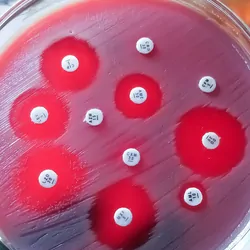 Antimicrobial susceptibility testing in petri dish.