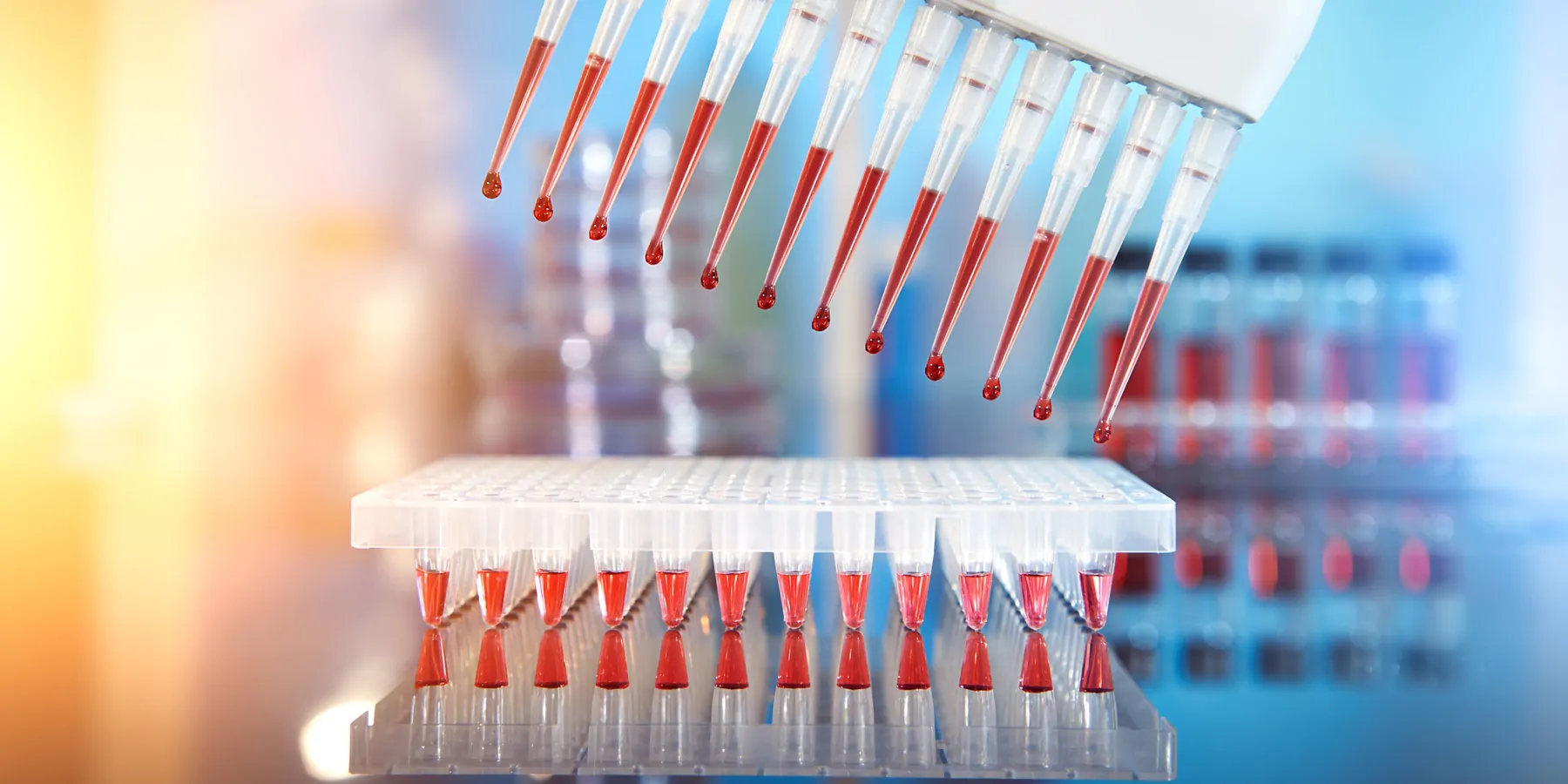 Multichannel pipette tips aspirate reaction mixture for PCR DNA amplification in plastic wells.