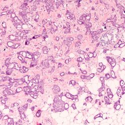 A &ldquo;Whole Person&rdquo; Approach to Histology
