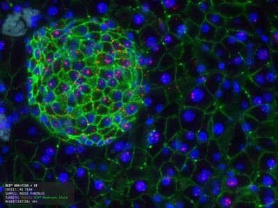 FISH membrane stained image of mouse pancreas section.