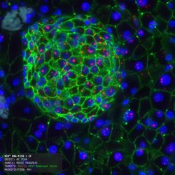 FISH membrane stained image of mouse pancreas section.