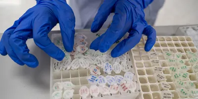 A researcher sorts a sample storage box to arrange stored samples  necessary for future experiments.