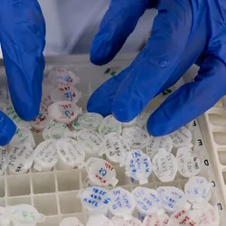 A researcher sorts a sample storage box to arrange stored samples  necessary for future experiments.