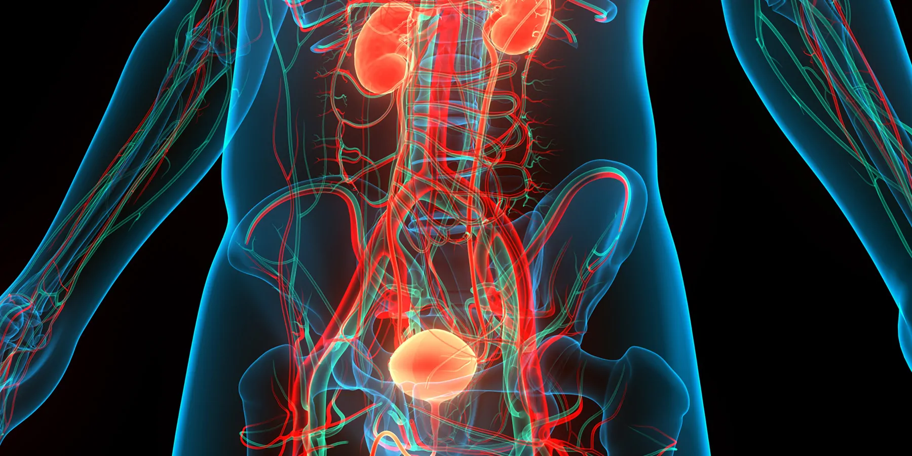 3D Illustration of Human Urinary System Kidneys with Bladder 