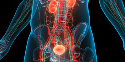 3D Illustration of Human Urinary System Kidneys with Bladder 